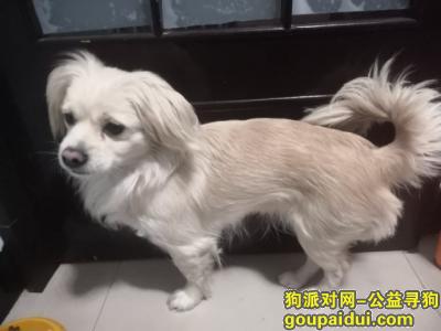 南京寻狗网，5000元寻爱犬，请好心人帮忙留意，它是一只非常可爱的宠物狗狗，希望它早日回家，不要变成流浪狗。
