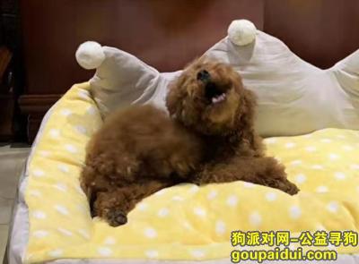 天津寻狗启示，逆行武汉抗疫的大夫爱狗丢了！！，它是一只非常可爱的宠物狗狗，希望它早日回家，不要变成流浪狗。