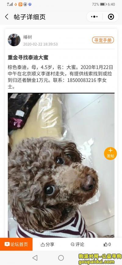 北京找狗，重金寻找棕色泰迪大蜜谢谢，它是一只非常可爱的宠物狗狗，希望它早日回家，不要变成流浪狗。