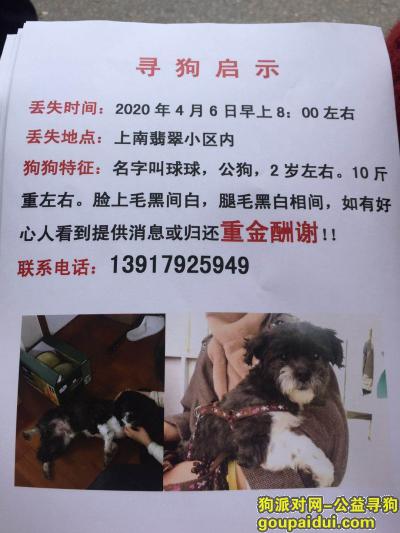 【上海找狗】，上海浦东新区上南翡翠小区重金寻找狗狗，它是一只非常可爱的宠物狗狗，希望它早日回家，不要变成流浪狗。