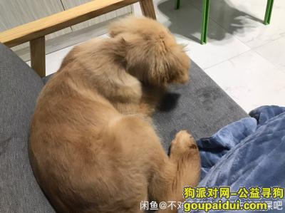 厦门寻狗启示，金毛幼犬五个月大走失希望找回，它是一只非常可爱的宠物狗狗，希望它早日回家，不要变成流浪狗。