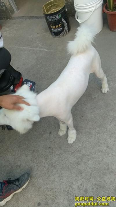 寻找刚剃完毛的萨摩耶，于深圳龙岗龙西社区附近走丢，它是一只非常可爱的宠物狗狗，希望它早日回家，不要变成流浪狗。