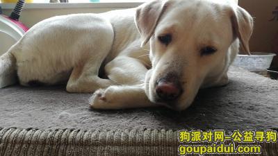 【重庆找狗】，北碚蔡家寻狗，雌性奶白色拉布拉多犬，它是一只非常可爱的宠物狗狗，希望它早日回家，不要变成流浪狗。