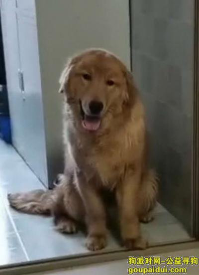 寻狗启示贵阳市马王街走失，它是一只非常可爱的宠物狗狗，希望它早日回家，不要变成流浪狗。