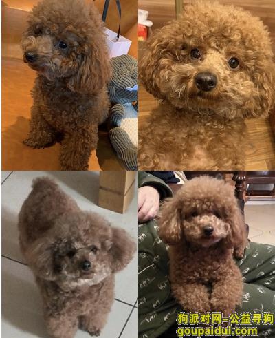 重庆财信城市国际小区丢失棕色玩具泰迪母狗，它是一只非常可爱的宠物狗狗，希望它早日回家，不要变成流浪狗。
