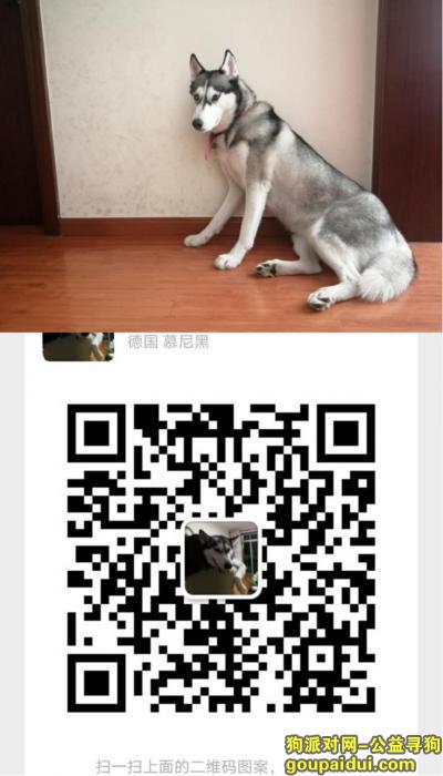 深圳寻狗启示，哈士奇4.4丹平金鹏物流园，它是一只非常可爱的宠物狗狗，希望它早日回家，不要变成流浪狗。