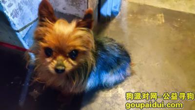 上海浦东新区三林永泰路捡到狗，它是一只非常可爱的宠物狗狗，希望它早日回家，不要变成流浪狗。
