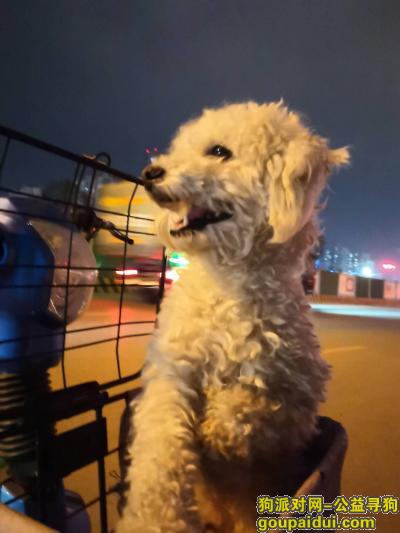 【西安捡到狗】，白色泰迪找主人，在韩森寨商场附近捡到，它是一只非常可爱的宠物狗狗，希望它早日回家，不要变成流浪狗。