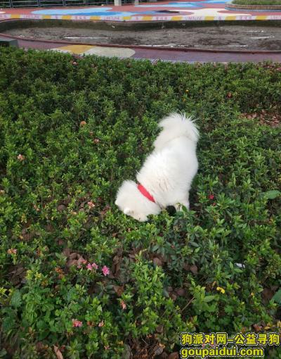 【重庆捡到狗】，转:渝北沐仙湖公园看到一只乱跑找主人的萨摩耶，它是一只非常可爱的宠物狗狗，希望它早日回家，不要变成流浪狗。