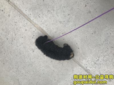 郑州找狗，4月22日晚上在大学路二七万达附近丢失黑色泰迪，它是一只非常可爱的宠物狗狗，希望它早日回家，不要变成流浪狗。