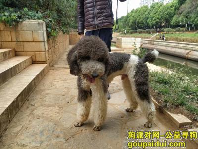 大概一岁，滨江俊园江边捡到巨型贵宾，很乖巧，它是一只非常可爱的宠物狗狗，希望它早日回家，不要变成流浪狗。