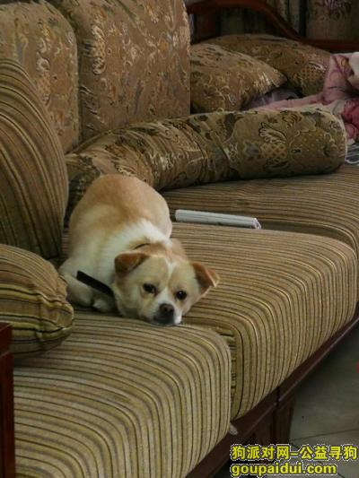 重庆寻狗启示，4月25号早上8点在合川宝润国际走丢，它是一只非常可爱的宠物狗狗，希望它早日回家，不要变成流浪狗。