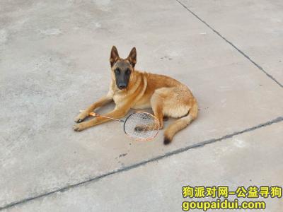 【昆明找狗】，一岁大小的马犬于昆明晋宁走失，它是一只非常可爱的宠物狗狗，希望它早日回家，不要变成流浪狗。