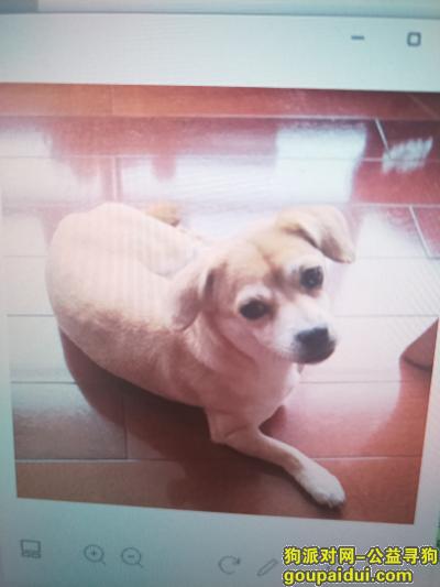 哈尔滨寻狗启示，爱犬走失，如有好心人送回酬谢2000，它是一只非常可爱的宠物狗狗，希望它早日回家，不要变成流浪狗。