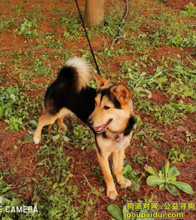 苦寻黑黄色中型中华田园犬一只，它是一只非常可爱的宠物狗狗，希望它早日回家，不要变成流浪狗。