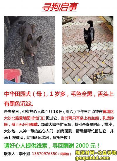 广州寻狗网，天热了，小黑快回来吧！请大家帮忙传递转发，它是一只非常可爱的宠物狗狗，希望它早日回家，不要变成流浪狗。