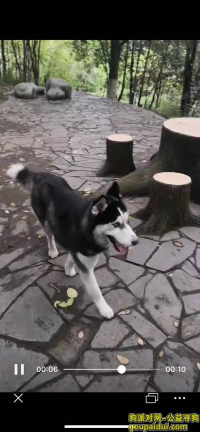 2020年5月5日在衡阳捡到哈士奇，它是一只非常可爱的宠物狗狗，希望它早日回家，不要变成流浪狗。
