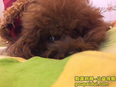 上海找狗，杨浦渭南路杨树浦路寻找棕色小型公泰迪酬谢2000，它是一只非常可爱的宠物狗狗，希望它早日回家，不要变成流浪狗。