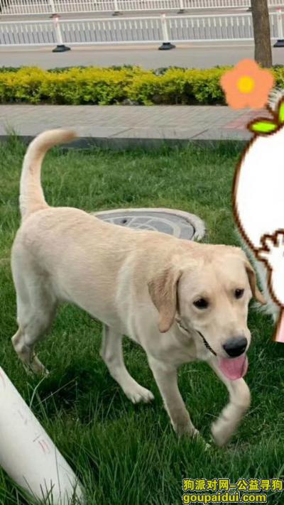 衡水找狗，重金寻爱犬 米白色拉布拉多，它是一只非常可爱的宠物狗狗，希望它早日回家，不要变成流浪狗。