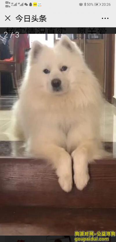 重赏寻狗：李先生家白色萨摩耶大奔丢失，它是一只非常可爱的宠物狗狗，希望它早日回家，不要变成流浪狗。