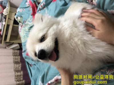 【上海找狗】，5月11号爱犬在浦东新区走失，它是一只非常可爱的宠物狗狗，希望它早日回家，不要变成流浪狗。