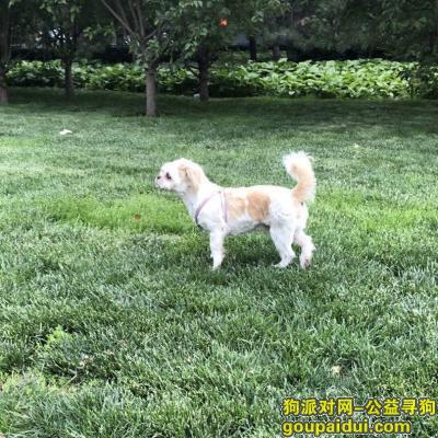 北京寻狗启示，北京东四环慈云寺家乐福附近带胸链流浪狗一只，它是一只非常可爱的宠物狗狗，希望它早日回家，不要变成流浪狗。