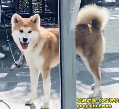 广州寻狗，海珠区新港西路海洋雅苑丢了秋田犬，它是一只非常可爱的宠物狗狗，希望它早日回家，不要变成流浪狗。