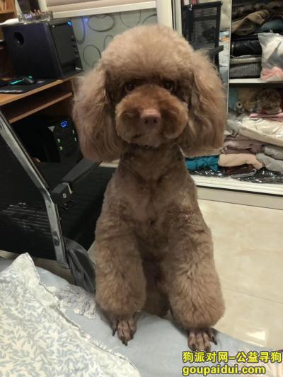 广州找狗，红棕色贵宾酬金1000元，它是一只非常可爱的宠物狗狗，希望它早日回家，不要变成流浪狗。