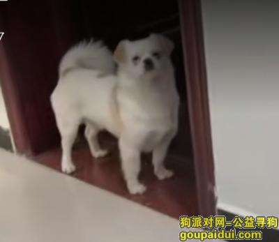 渭南寻狗启示，渭南市合阳县洽川镇寻狗，它是一只非常可爱的宠物狗狗，希望它早日回家，不要变成流浪狗。