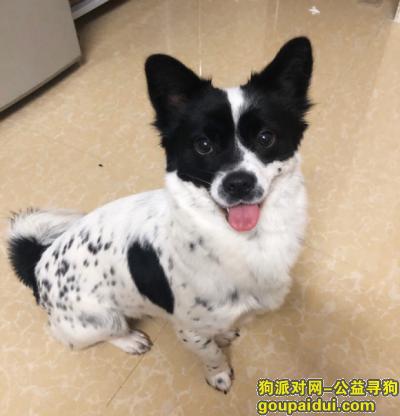 【广州找狗】，狗狗第12天已找到，谢谢大家！，它是一只非常可爱的宠物狗狗，希望它早日回家，不要变成流浪狗。