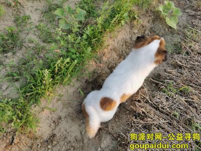 汕尾丢狗，寻狗，陈迪，2020.5.15于河田叶江桥附近走失，它是一只非常可爱的宠物狗狗，希望它早日回家，不要变成流浪狗。