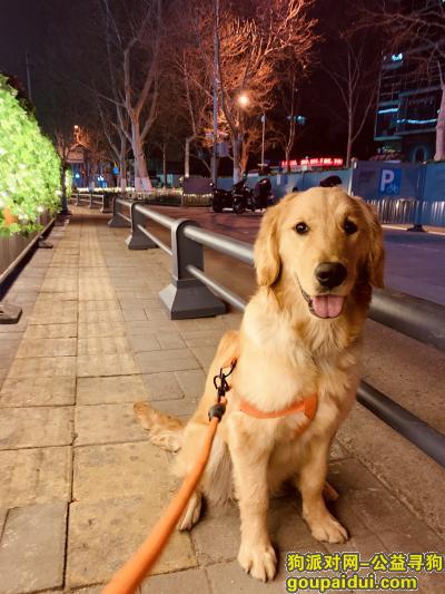 济南历下区华强广场丢失金毛犬一条，狗狗一岁70斤左右，它是一只非常可爱的宠物狗狗，希望它早日回家，不要变成流浪狗。