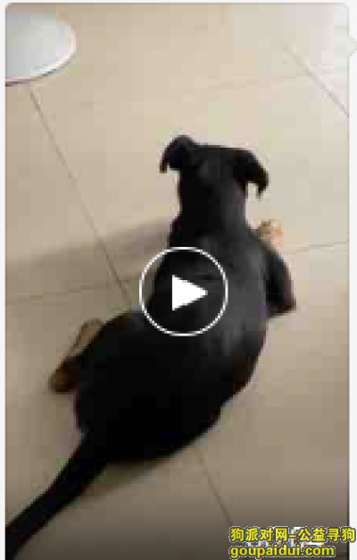 宁波寻狗网，寻狗启示：一只黑色田园犬丢失，它是一只非常可爱的宠物狗狗，希望它早日回家，不要变成流浪狗。