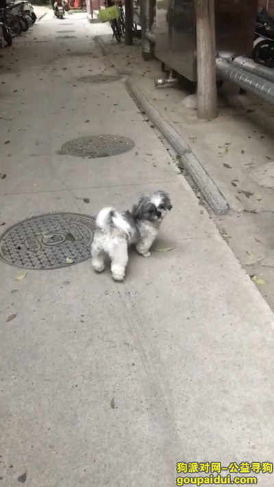 捡到西施犬，西施狗走失  郑州凤鸣路凤台路附近，它是一只非常可爱的宠物狗狗，希望它早日回家，不要变成流浪狗。
