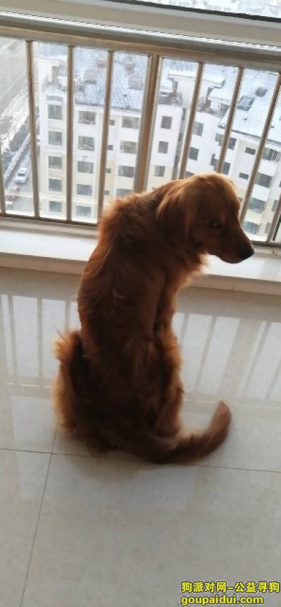 【鄂尔多斯找狗】，寻狗 金毛 酬金1000元，它是一只非常可爱的宠物狗狗，希望它早日回家，不要变成流浪狗。