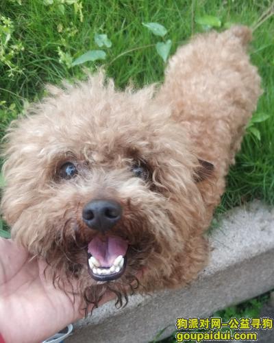 温州寻狗启示，（狗已被人收养）5月26日龙湾文昌路爱好笔业旧厂前捡到泰迪，它是一只非常可爱的宠物狗狗，希望它早日回家，不要变成流浪狗。