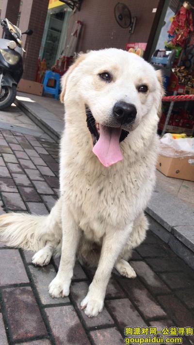 杭州找狗主人，杭州滨江区见到大狗一只，寻找主人，它是一只非常可爱的宠物狗狗，希望它早日回家，不要变成流浪狗。
