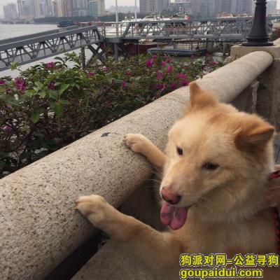 广州找狗，寻找爱犬猪猪，希望他能平安回来，它是一只非常可爱的宠物狗狗，希望它早日回家，不要变成流浪狗。