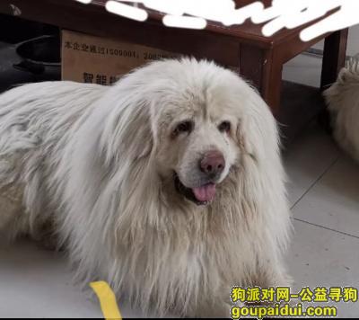 寻大白熊狗，必有重谢！！2020.6.10晚丢失于郭杜樱花广场附近，它是一只非常可爱的宠物狗狗，希望它早日回家，不要变成流浪狗。