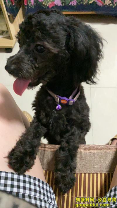 上海寻狗启示，6月20日共康路三泉路捡到黑色泰迪女宝宝，它是一只非常可爱的宠物狗狗，希望它早日回家，不要变成流浪狗。