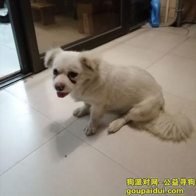 江门寻狗主人，2020年6月28日在江门市港口中学对面捡到一只北京犬，女，约1岁左右，它是一只非常可爱的宠物狗狗，希望它早日回家，不要变成流浪狗。