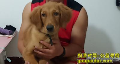 郑州找狗，寻狗启示:金水区陇海东路与未来路交叉口，它是一只非常可爱的宠物狗狗，希望它早日回家，不要变成流浪狗。