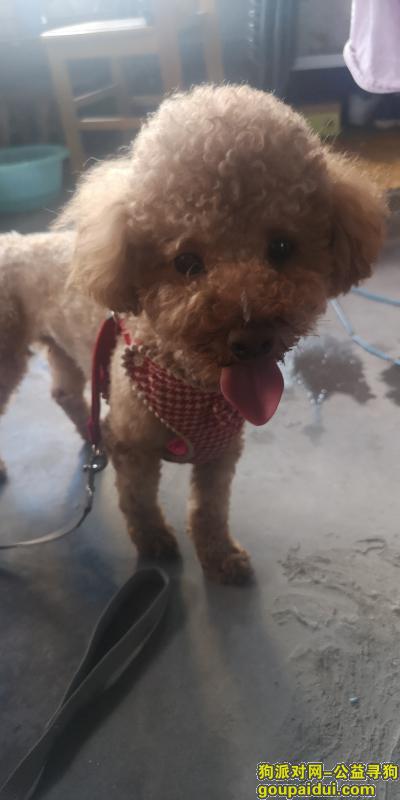 广元寻狗启示，利州广场捡到的一只泰迪狗，它是一只非常可爱的宠物狗狗，希望它早日回家，不要变成流浪狗。
