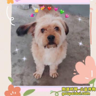 南京寻狗网，3000元寻2020-07-20丢失黄色串串一只，它是一只非常可爱的宠物狗狗，希望它早日回家，不要变成流浪狗。