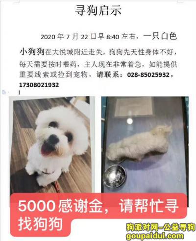 成都寻白色小狗，大悦城附近走失，它是一只非常可爱的宠物狗狗，希望它早日回家，不要变成流浪狗。