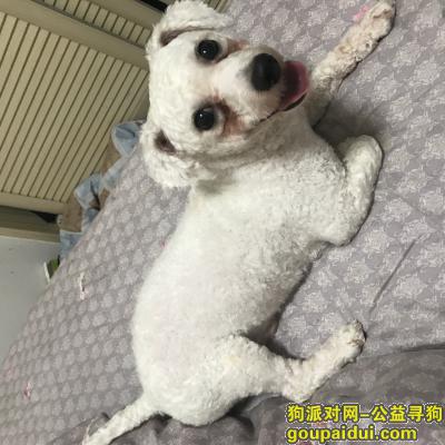 【宜春找狗】，江西省宜春市高安市绿博小区走丢一只比熊，它是一只非常可爱的宠物狗狗，希望它早日回家，不要变成流浪狗。