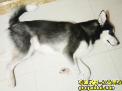 重庆寻狗启示，这只狗只有六七个月大，帮忙找一下，它是一只非常可爱的宠物狗狗，希望它早日回家，不要变成流浪狗。