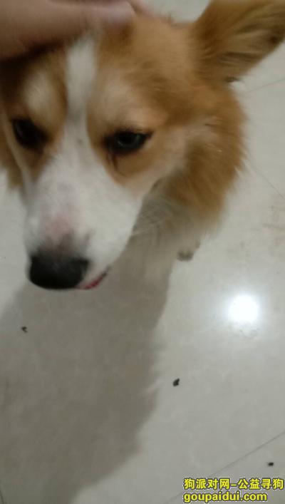 【南昌捡到狗】，青山湖区昌东工业园捡到一只柯基，它是一只非常可爱的宠物狗狗，希望它早日回家，不要变成流浪狗。