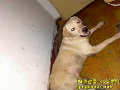 南京捡到狗，苜蓿园大街偶遇拉布拉多，它是一只非常可爱的宠物狗狗，希望它早日回家，不要变成流浪狗。