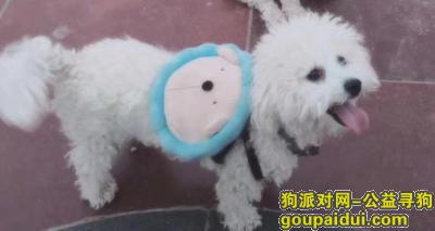 大武口找狗:白色比熊，背着蓝色小包，它是一只非常可爱的宠物狗狗，希望它早日回家，不要变成流浪狗。
